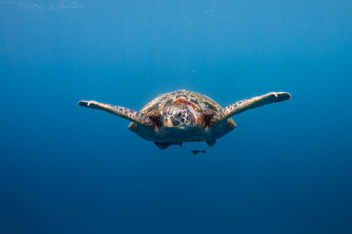 Pack de photos Raja Ampat - Le Therapist