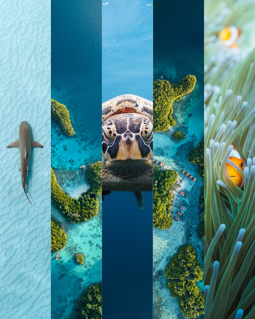 Raja Ampat Travel program - Sept 26